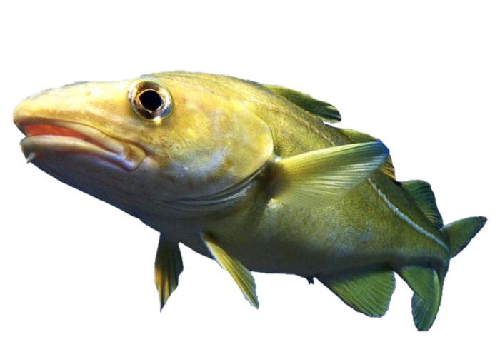 CodSetR